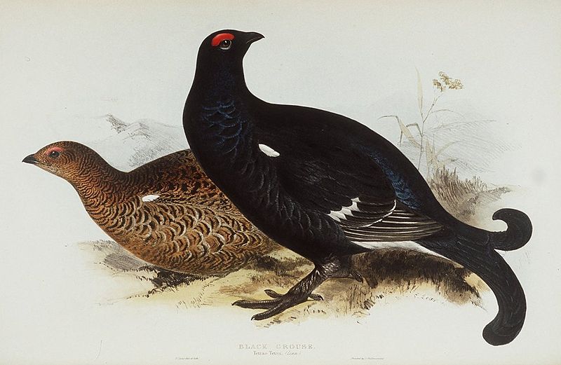 Illustration of male and female black grouse by author and illustrator Edward Lear