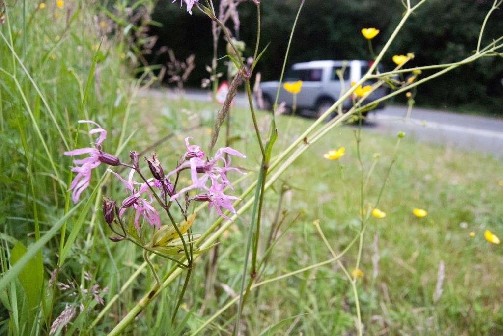 Roadside verge, Bont y Allt Goch