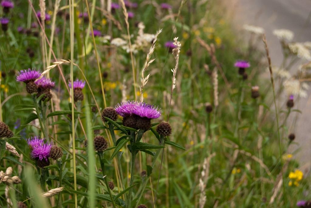 Roadside verge flowers