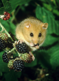 Dormouse - one of the species that will benefit from the project