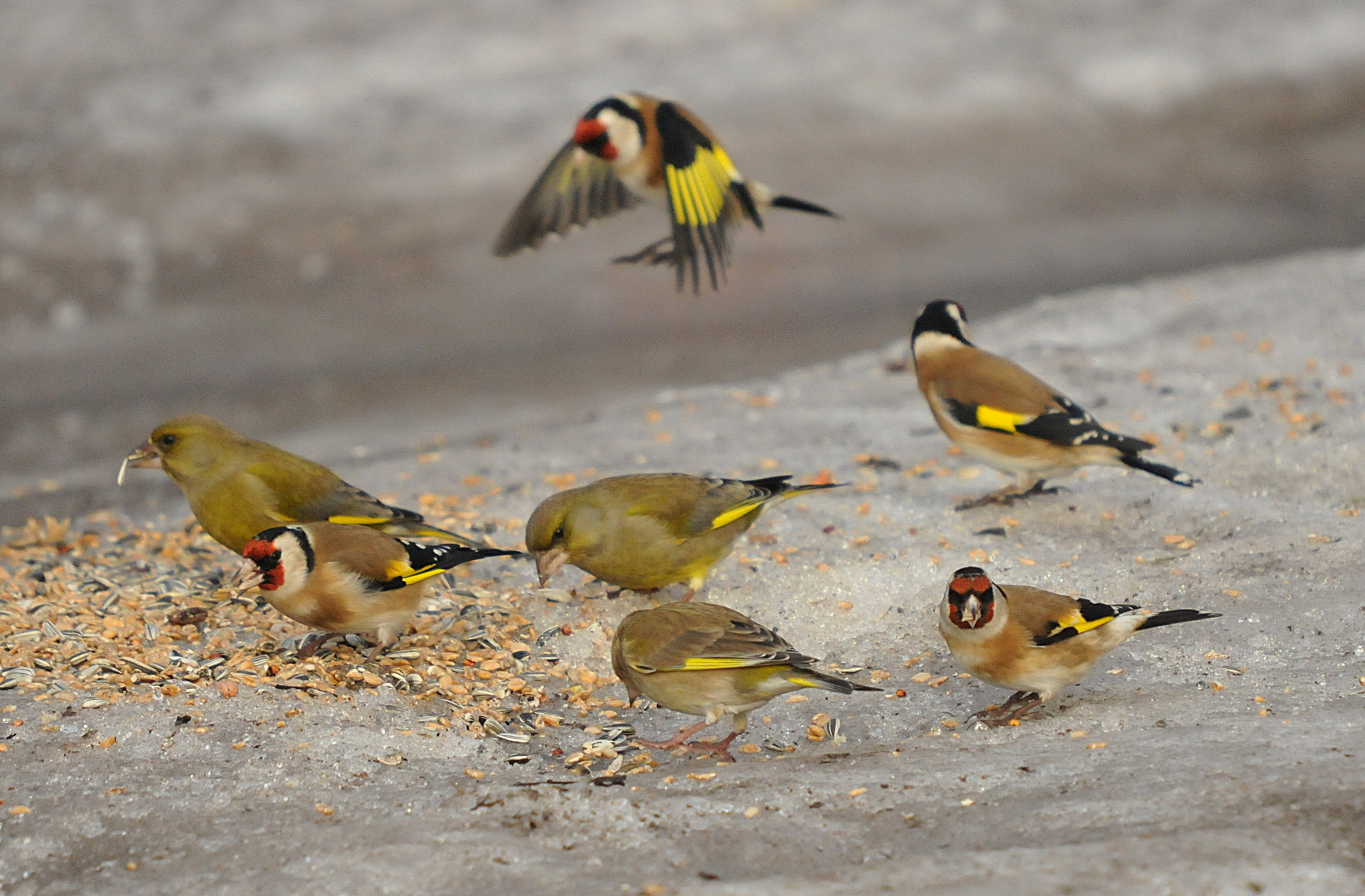 Goldfinches and greenfiches feeding on seed (baerchen57)