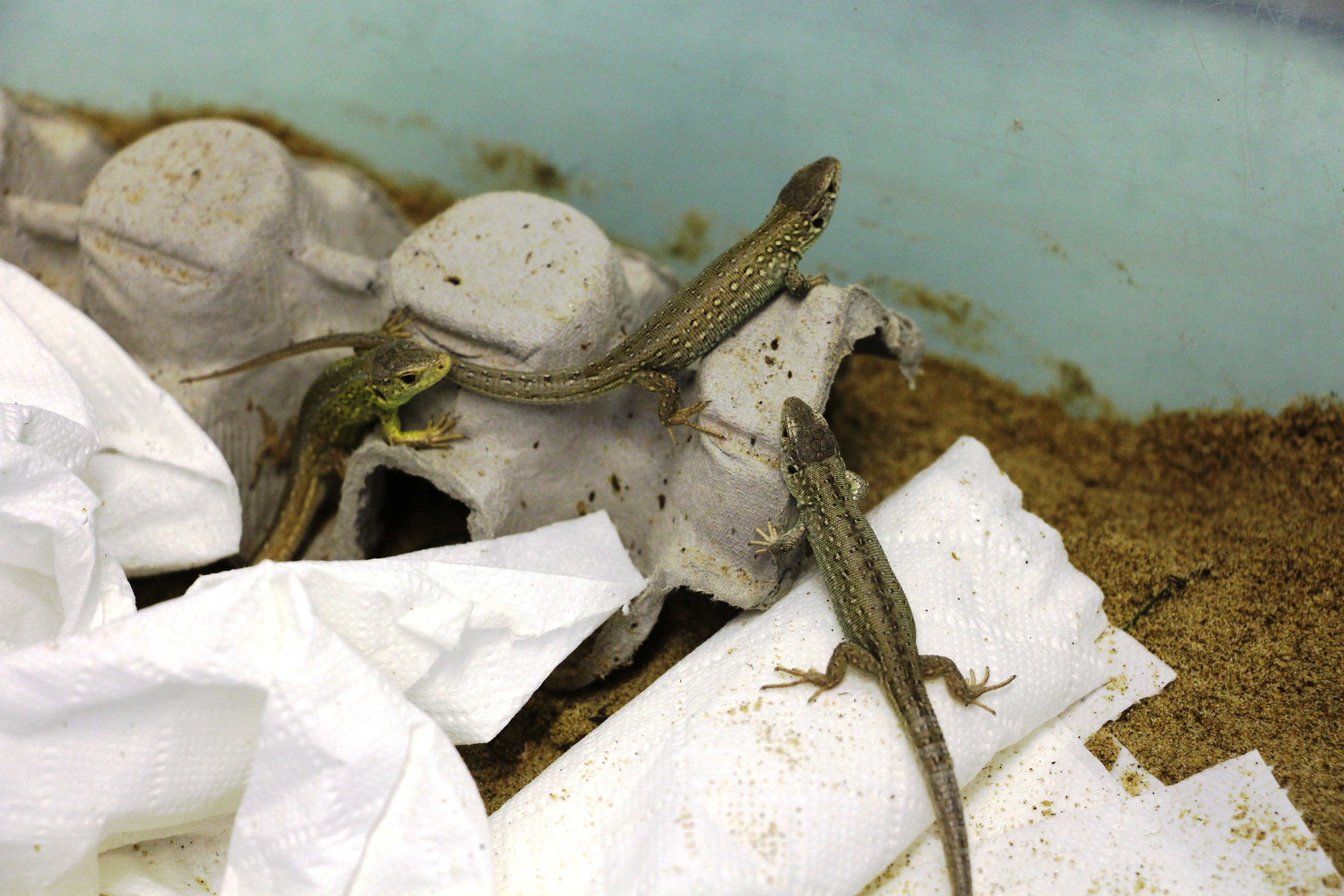 Three of the juvenile sand lizards in the tank prior to release