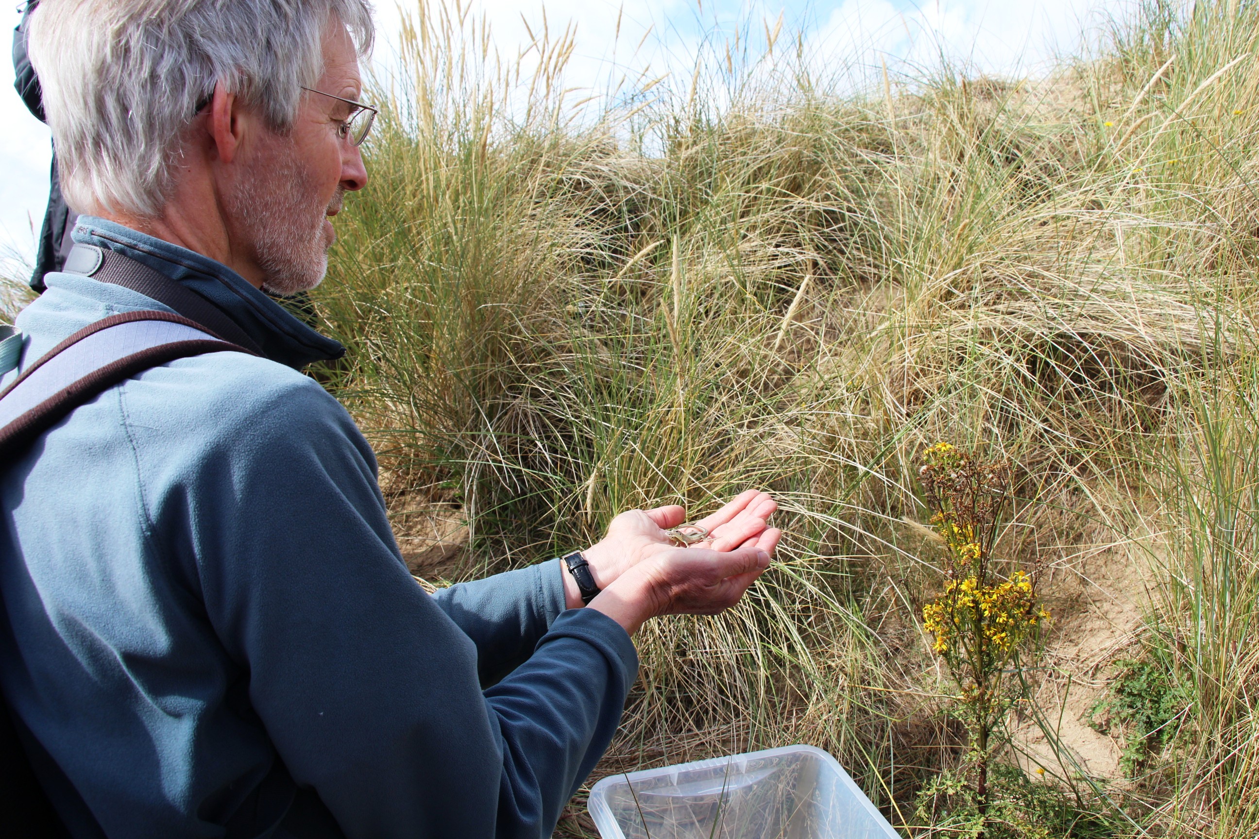 Mick Brummage, cofnodwr ymlusgiaid lleol, yn rhyddhau madfall