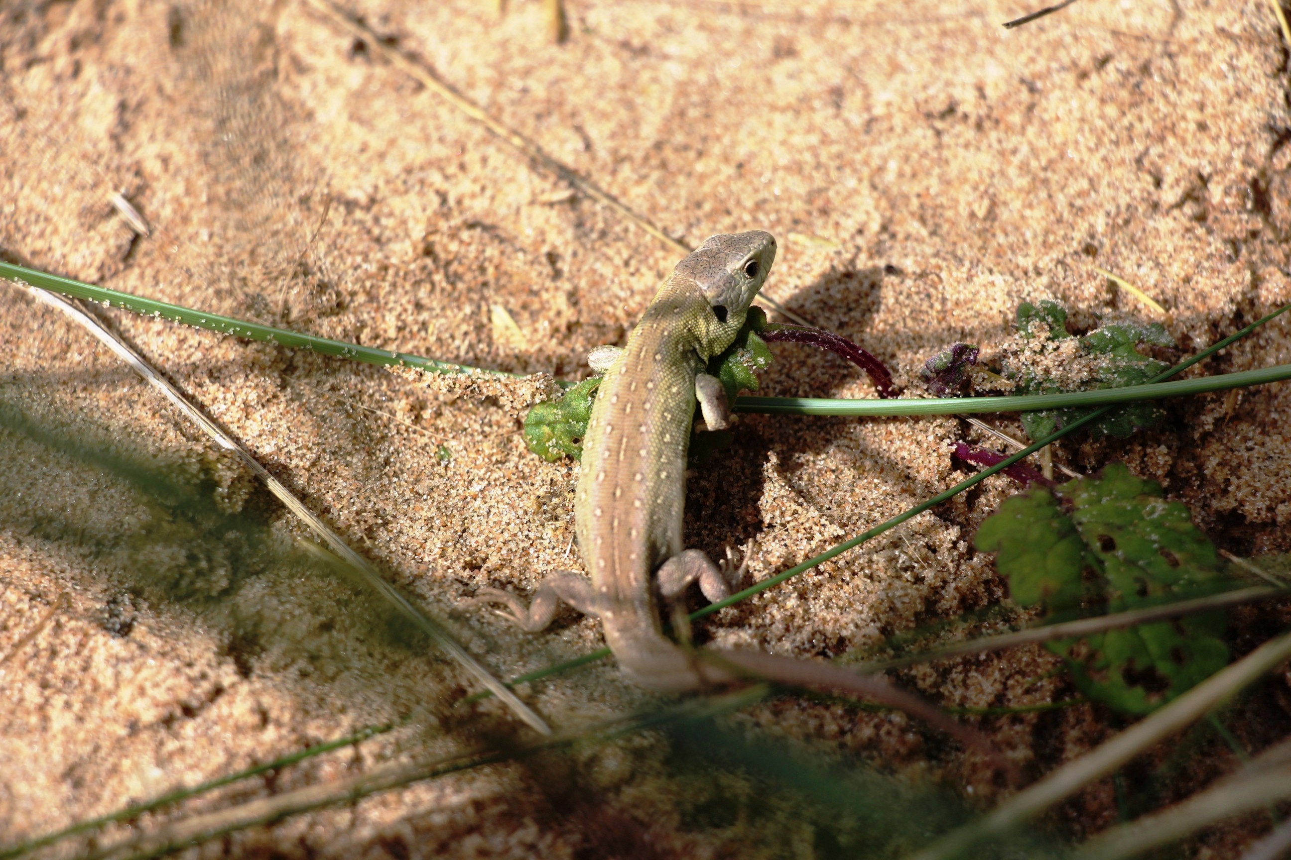 A lizard on the dunes after release. The lizards quickly found protection in the dense marram grass