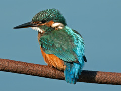 Kingfisher