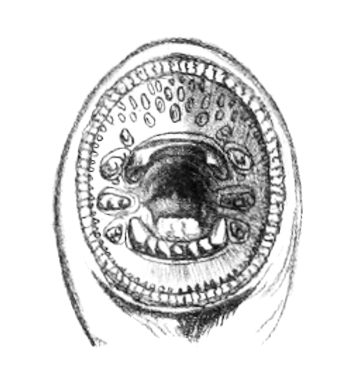 Mouth of the river lamprey