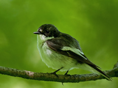 Pied Flycatcher