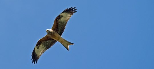 Red Kite