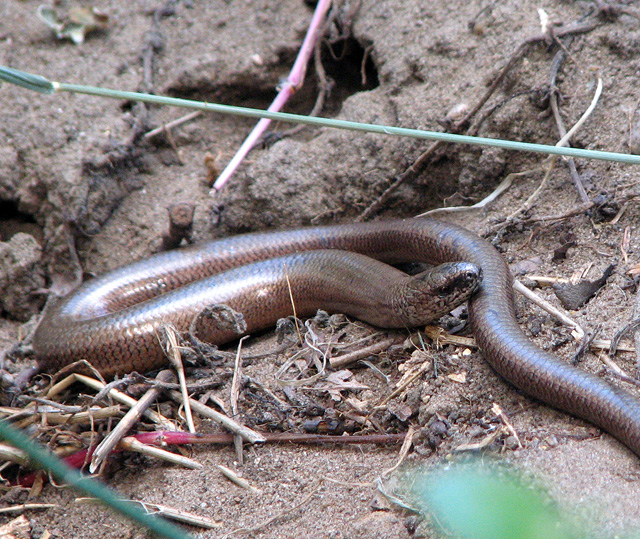 Slow-worm – just one of the five species of reptile in the area. They may look like snakes, but they are in-fact more closely related to lizards (Evelyn Simak http://www.geograph.org.uk/photo/1968627)