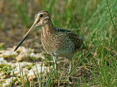 Snipe