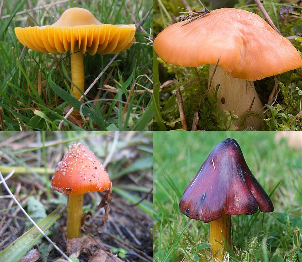 Clockwise from top left: parrot waxcap (Doug Lee), meadow waxcap (Amadej Tmkoczy), blackening waxcap (Anne Burgess), dune waxcap