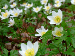 Wood Anemone