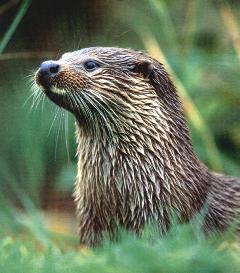 The European otter is recovering well and is now found in every county of Wales