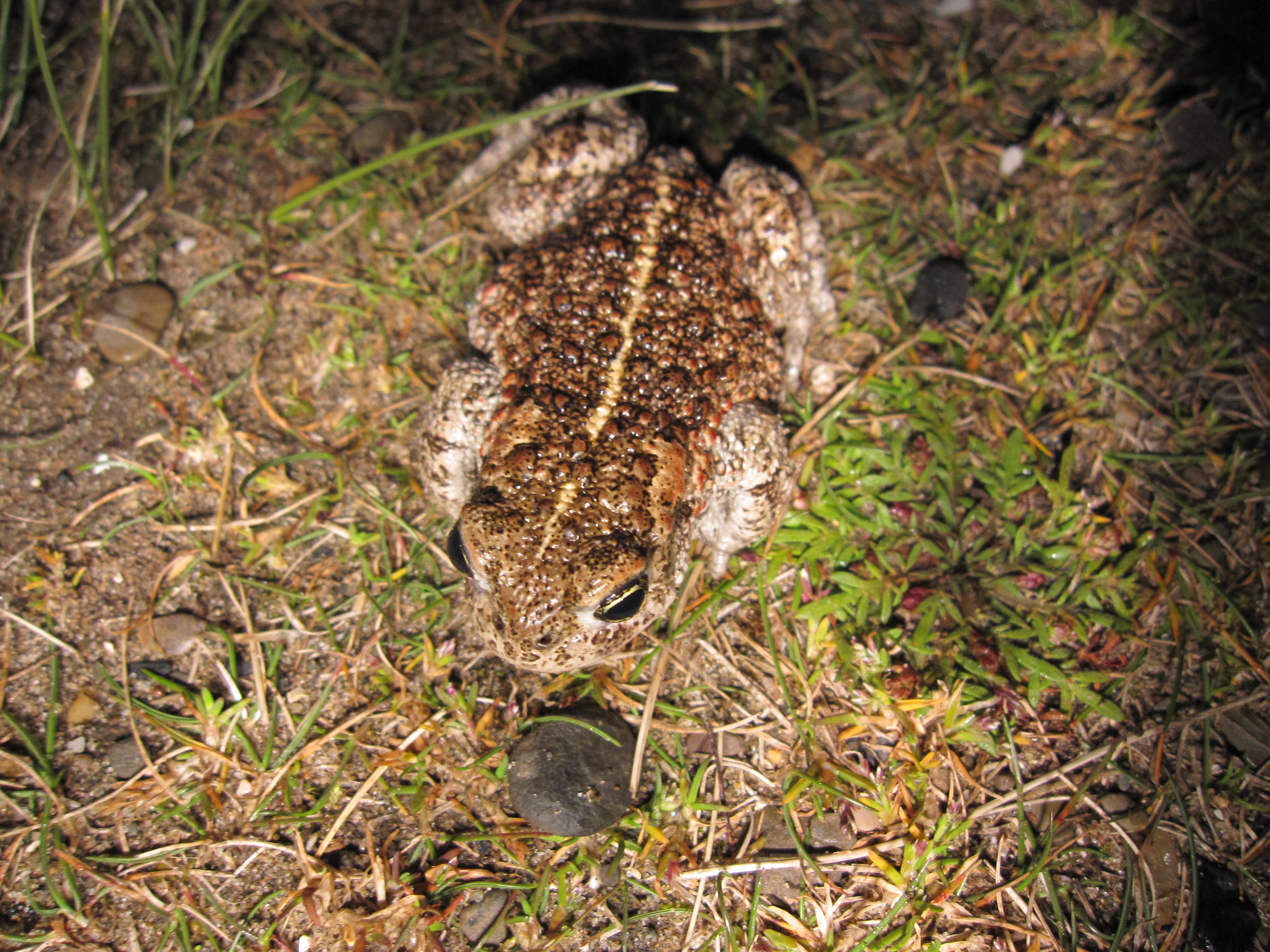 Natterjack toads have a bright yellow stripe down their backs.