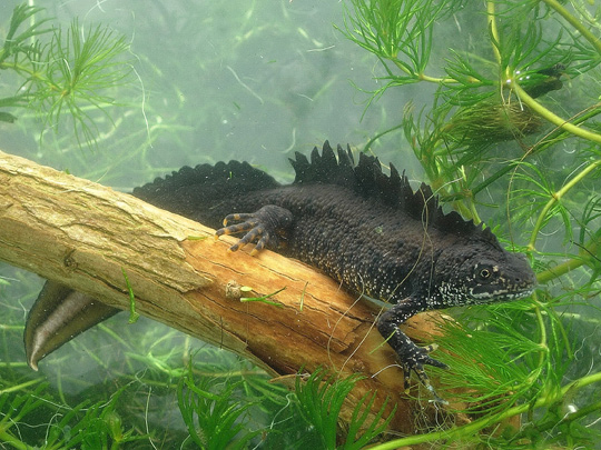 Male great crested newt with large crest (James Grundy)