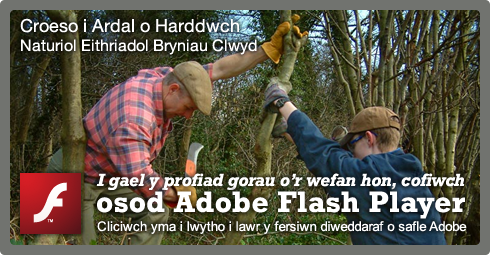 I gael y profiad gorau o'r wefan hon, cofiwch osod Adobe Flash Player Cliciwch yma i lwytho i lawr y fersiwn diweddaraf o safle Adobe