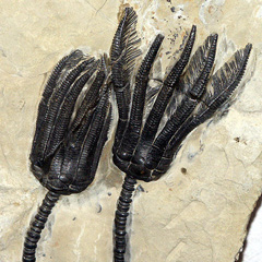 Crinoid